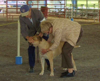 Doc in the ring at a UKC show.  He went on to win 1st Place.