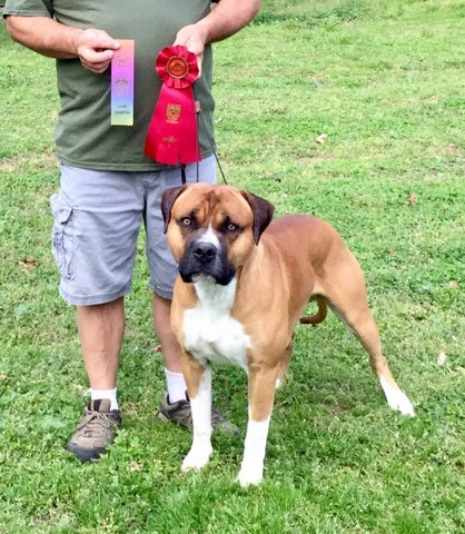 NAKC Show Grand Champion BOB & Group Wins