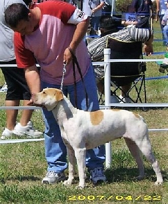 Tommy & Goldi in the ring.