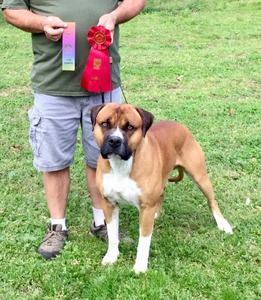 NAKC Show Grand Champion BOB & Group Wins