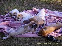 Pups in a blanket