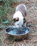 Angus lapping up water