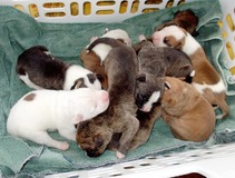 Basket of pups