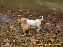 Red Dog & Hunter at the pond